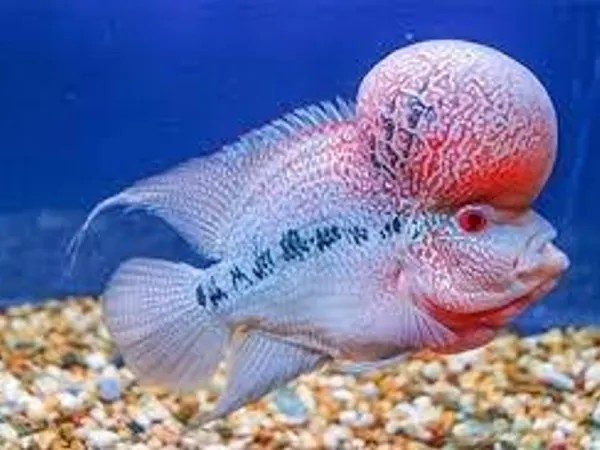 Would you rather adopt a saltwater fish or freshwater fish?