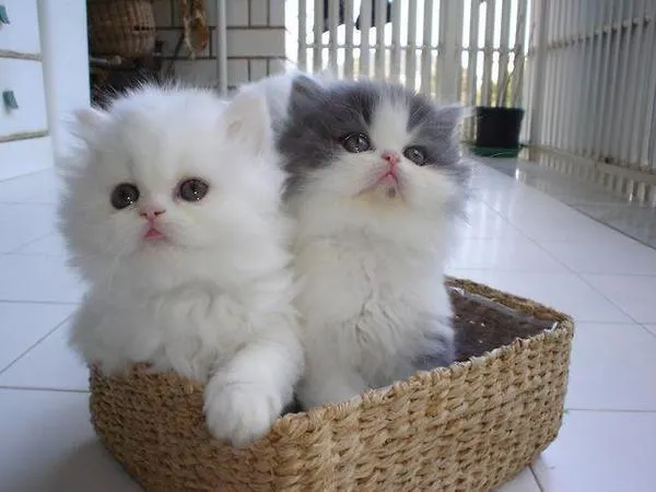 Do you want kits?