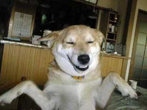 Whats your favorite animal