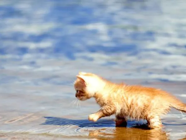 Lets say you saw a kit drowning but its not from your own clan.... what do you do?