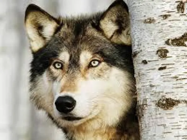 What could you be mistaken as?