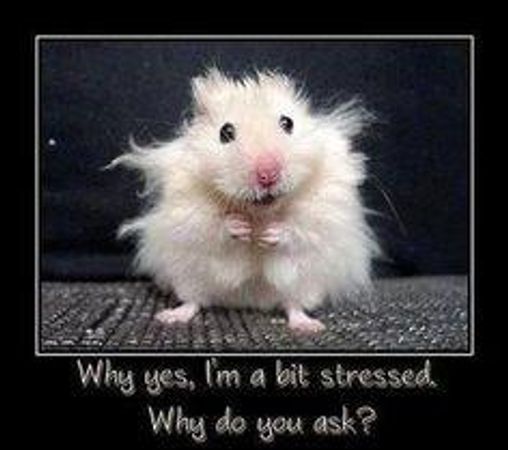what did you think of this quiz?