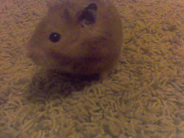 Do you like my hamster? (his name is Cocoa)