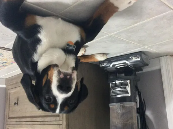 Do you love Greater Swiss Mountain Dogs?