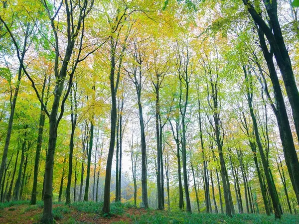 Where would you want to live in the woods?