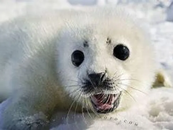 Cute?