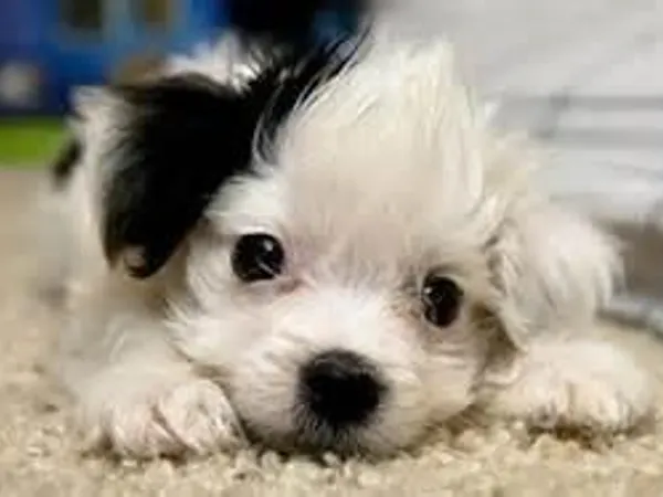 OH NO! A lost dog!