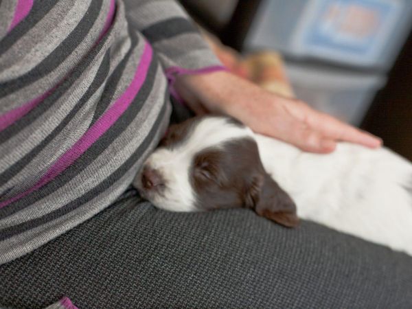How do you handle pet emergencies?