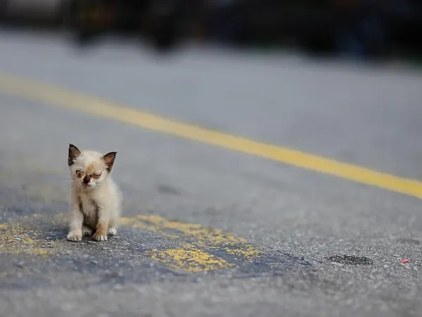 Have you ever saved a stray dog/kitten?