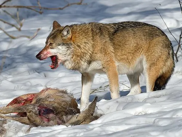 What type of prey will you want to catch?