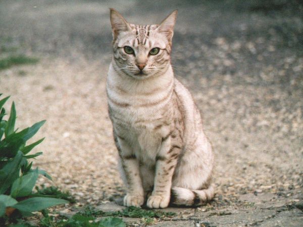Another Clan's medicine cat comes to your Clan for herbs, saying that there is a low amount of herbs in her Clan.