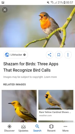 Is this bird smexy?