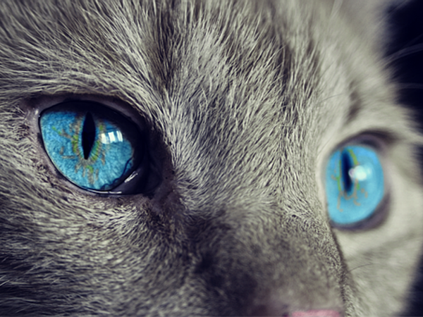What would you choose as your pet?