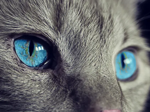 What would you choose as your pet?