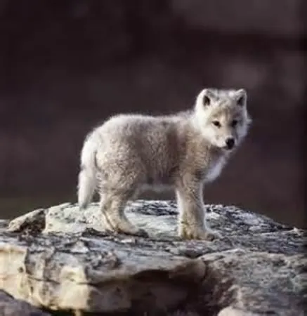 you see an adorable baby wolf walking towards you.
