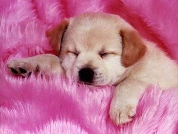 What is your fav dog?