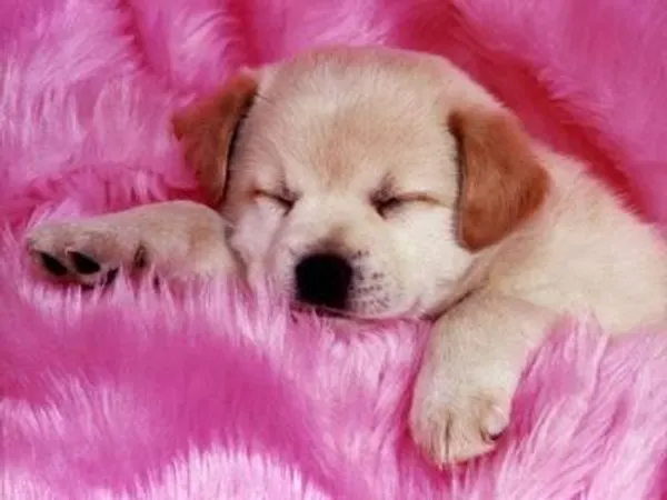 What is your fav dog?