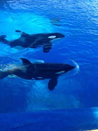 Pick a sea animal