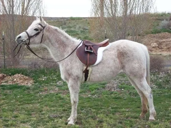 Are you willing to do the toughest barn chores to ride?
