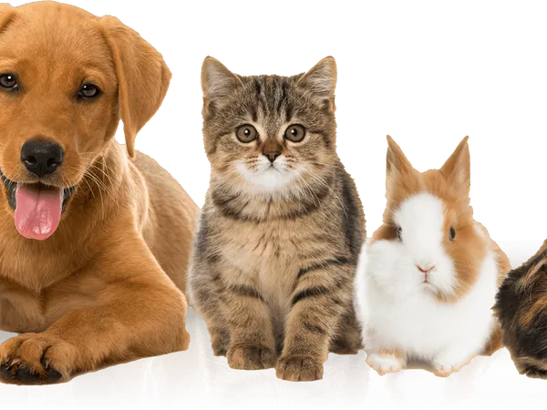 Do you have a pet\pets?