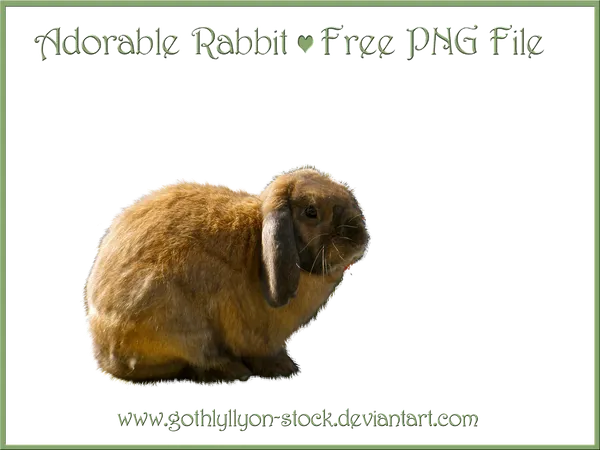 What is your dream pet?