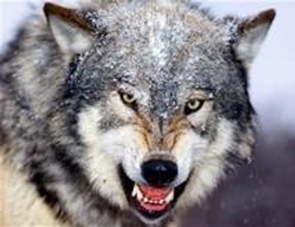 You see a wounded person laying on the ground, then you hear a growl. what do you do.