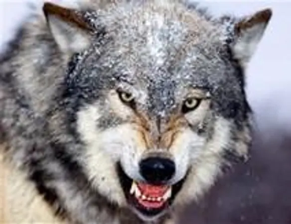 You see a wounded person laying on the ground, then you hear a growl. what do you do.