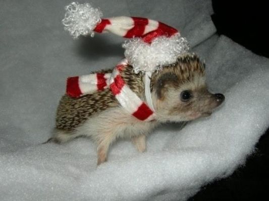 Do you like hedgehogs? Do you like hedgehogs?