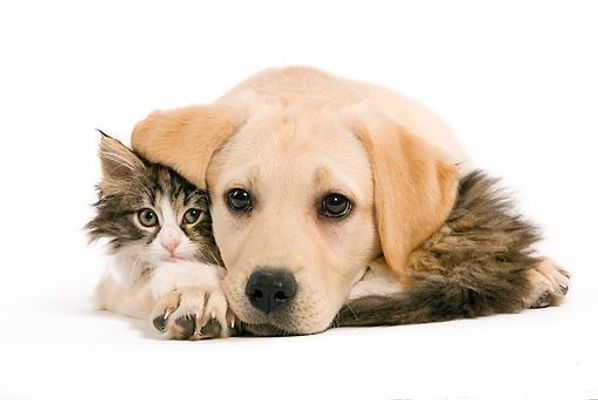 Puppies or Kittens? Puppies or Kittens?