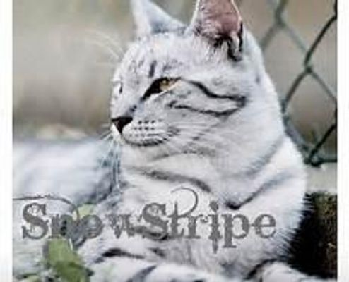 warrior cat warrior cat