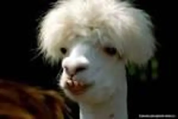 Which Llama pic is funnier