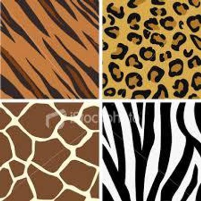 Leopard or zebra print? Leopard or zebra print?