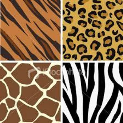 Leopard or zebra print? Leopard or zebra print?