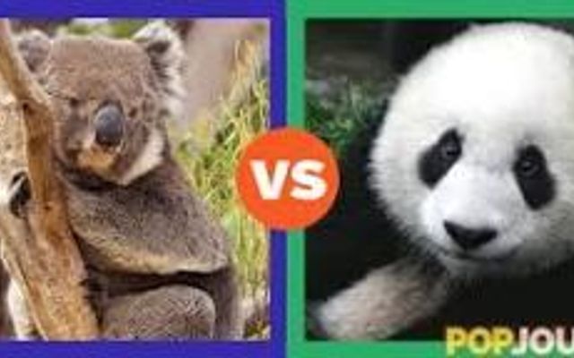 Panda vs koala ! Bear bro.s ! Panda vs koala ! Bear bro.s !