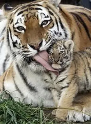Do you like tigers? Do you like tigers?