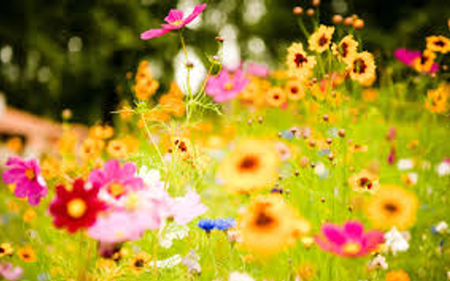 whats your favourite flower! mines a lily! whats your favourite flower! mines a lily!