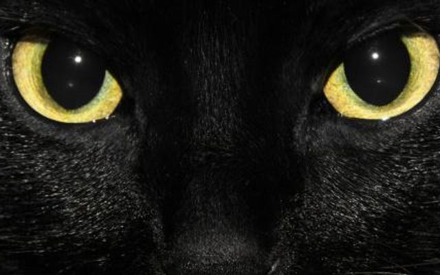 What would RavenPaw's Warrior name be? What would RavenPaw's Warrior name be?