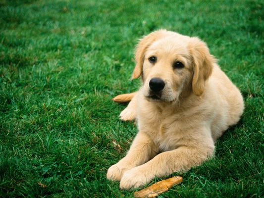 Which dog is cuter? (1) Which dog is cuter? (1)