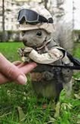 Favorite Animal Favorite Animal