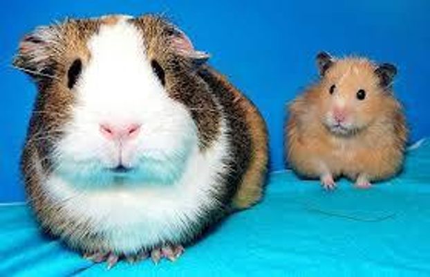guinea pigs or hamsters? guinea pigs or hamsters?