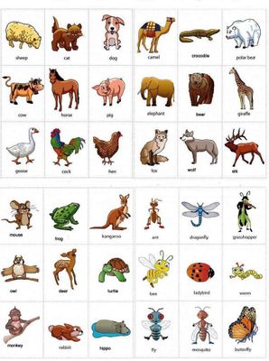 What Is Your Favorite Animal? (5) What Is Your Favorite Animal? (5)