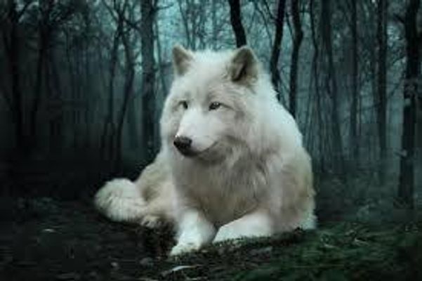 Cutest Wolf Picture??! Cutest Wolf Picture??!