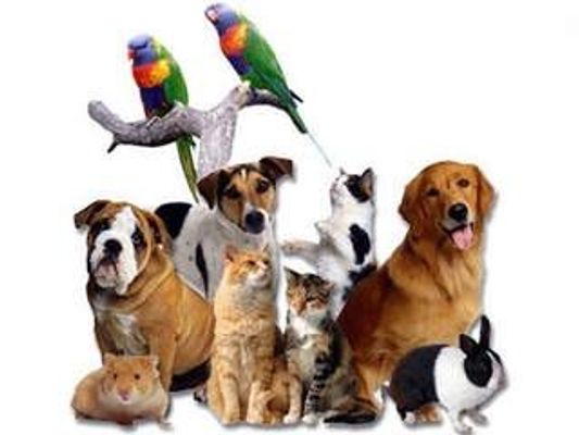 Which Is Your Favorite Pet? Which Is Your Favorite Pet?