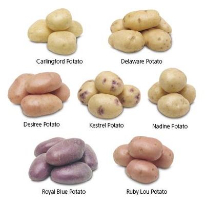 Favorite Type of Potato Favorite Type of Potato