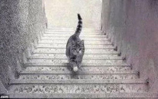 Is this cat walking Upstairs or Downstairs?