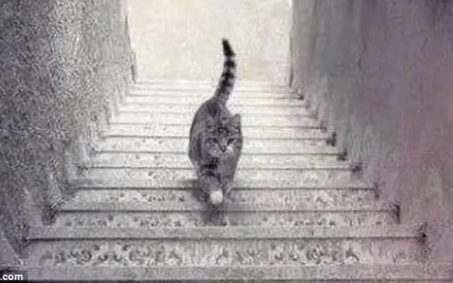 Is this cat walking Upstairs or Downstairs?