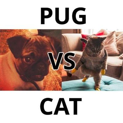Pugs Vs Cats Pugs Vs Cats