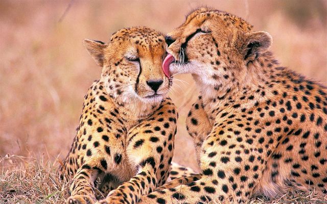 Do you like being hugged or kissed? Do you like being hugged or kissed?