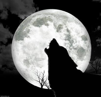 Wolves are... Wolves are...