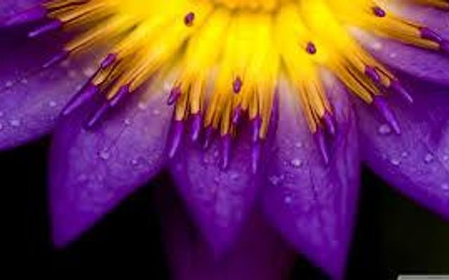 Yellow or Purple? Yellow or Purple?